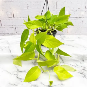 20 - 30cm Golden Pothos Epipremnum in Hanging 15cm Pot